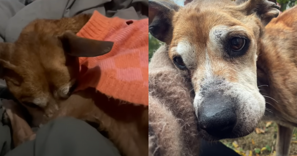 Abandoned Senior Dog Who Patiently Waited in Vain for Her
Owner’s Return