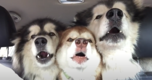 Alaskan Malamutes Perform in “Perfect” Harmony During Car
Ride