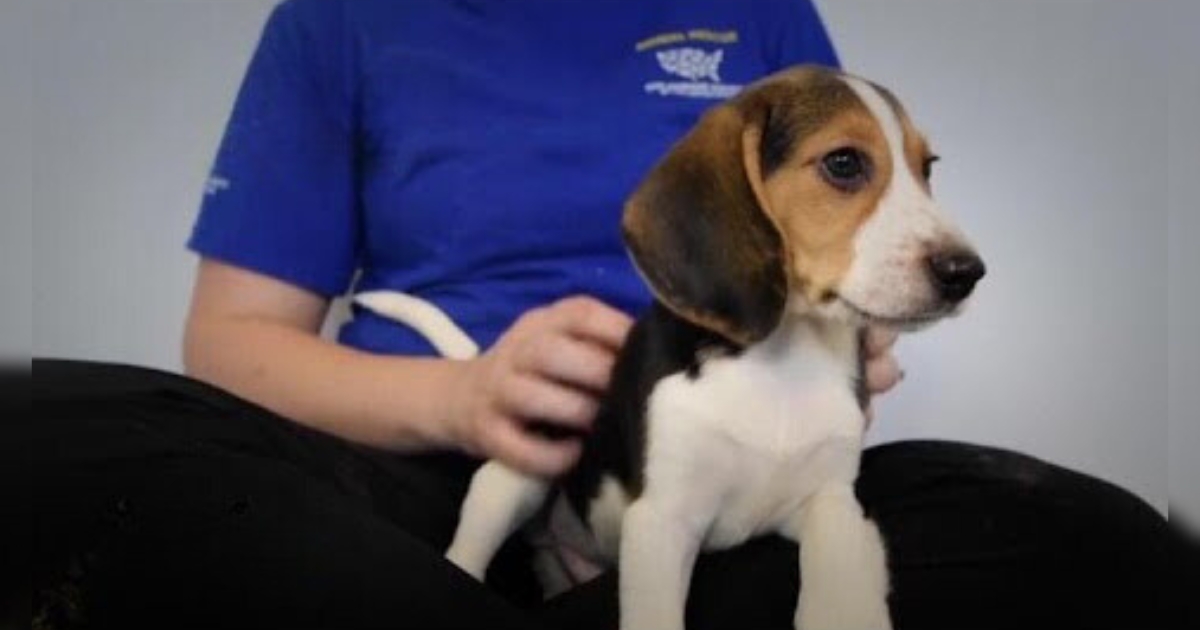 Animal Breeding Company Hit with $35M Fine for Surrendering
4,000 Beagles Used in Medical Research