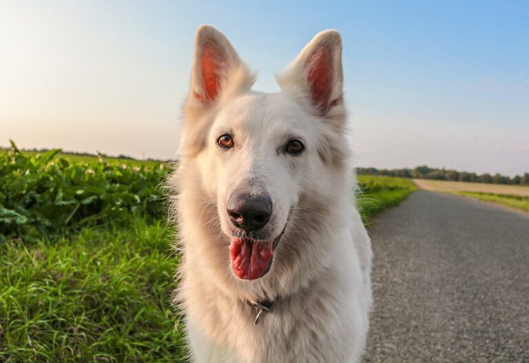 At What Age Do Dogs Stop Growing?