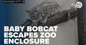 Baby Bobcat Escapes from Local Zoo, Search Underway