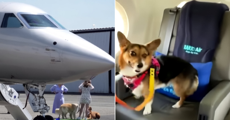 Bark Air Takes Off: New Airline Offers Luxurious Sky-High
Journeys for Dogs and Their Owners