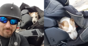 Biker Hero Saves Abused Dog on Highway, Making Him His Loyal
Co-Pilot