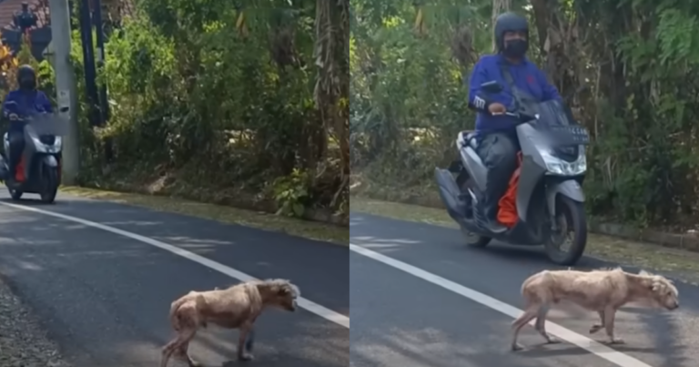 Bobby’s Journey from Hairless Street Dog to Fluffy Teddy
Bear