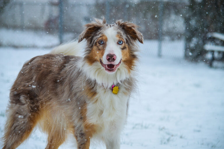 Border Collie Aussie Mix: Pictures, Info, Care Guide
&amp; More