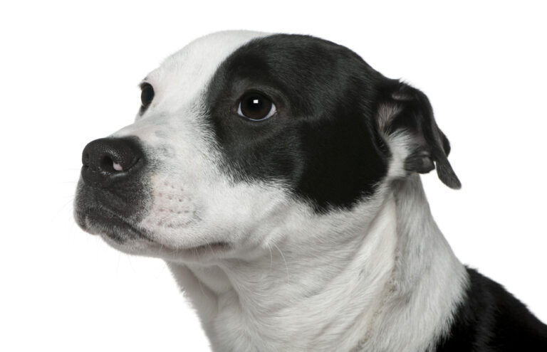 Border Collie Bull Staffy: Pictures, Info, Care Guide
&amp; More