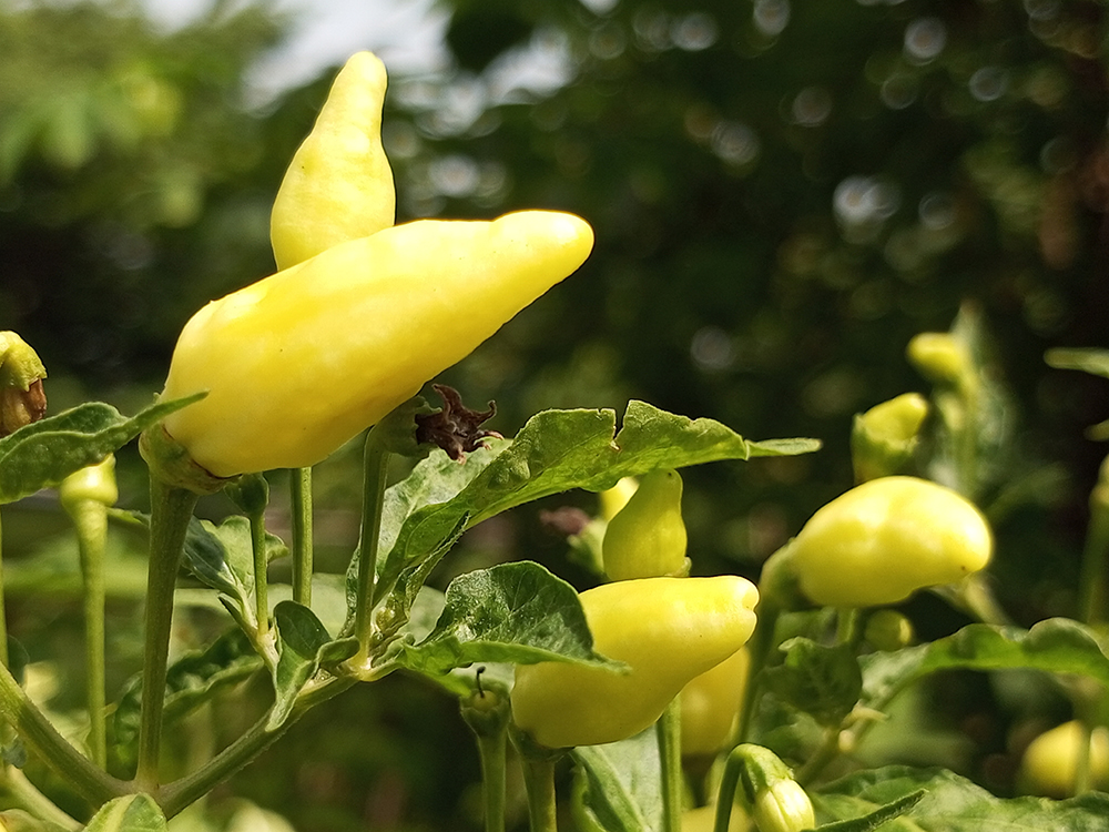 banana pepper up close