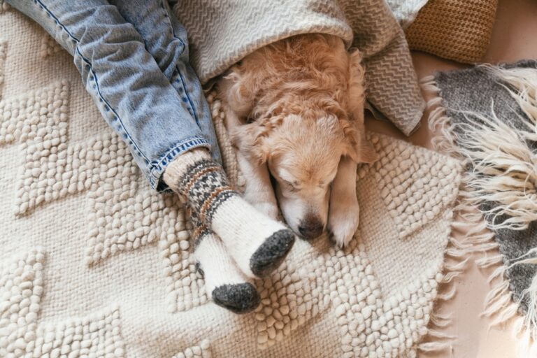 Can Dogs Legs Fall Asleep? Vet-Verified Facts &amp;
FAQ