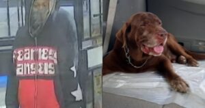 Carjacking Leaves Dog Owner Heartbroken, Ends with Happy
Reunion