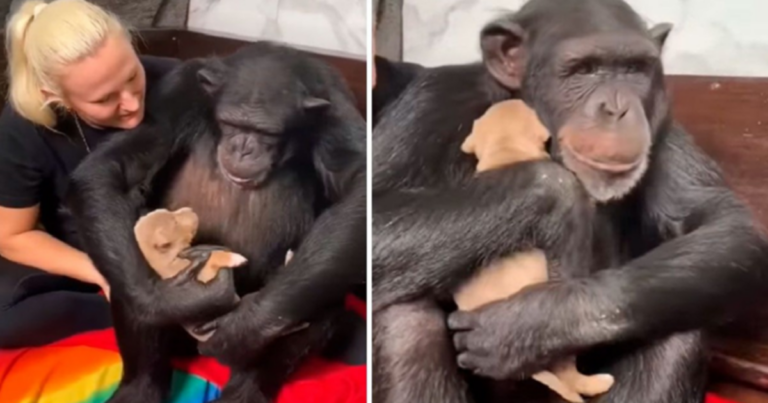 Chimpanzee Hugs Puppy Saved By Owner To Keep Warm
