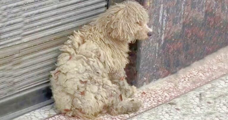 Clothing Store Shoppers Run Into A ‘Dirty’ Homeless Dog And
Gave Her A Makeover