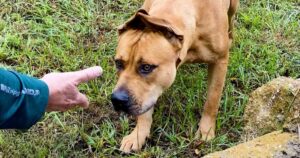 Couple Takes a Year to Save Real-Life Scooby Doo and Make
Him Happy Again