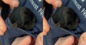 Cute Alert – Tiny Puppy Fits in Owner’s T-Shirt
Pocket