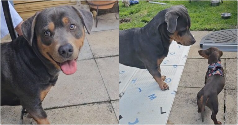 Dachshund And Rottweiler ‘Accidentally’ Got Together To
Produce This Puppy