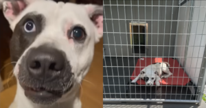 Deaf Stray Dog Spends 2-Years in Shelter Waiting for
‘Forever’ Home