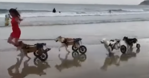 Disabled Dogs Experience the Beach for the First Time and
Discover the Joy of Freedom