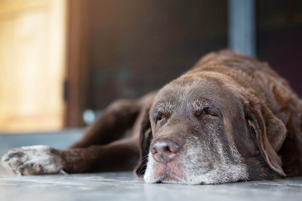 senior dog sleeping on the floor