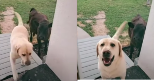 Dog Brings Home a Cow, But Mom Decided To Say ‘No’