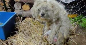 Dog Clutched Her Baby While Chained To Fence Of Wood
Factory