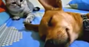 Dog Farted While Sleeping But The Cat’s ‘Comeback’ Has
Audiences Going Wild