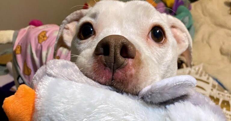 Dog Left Alone In Apartment Clings To Toy For
Comfort