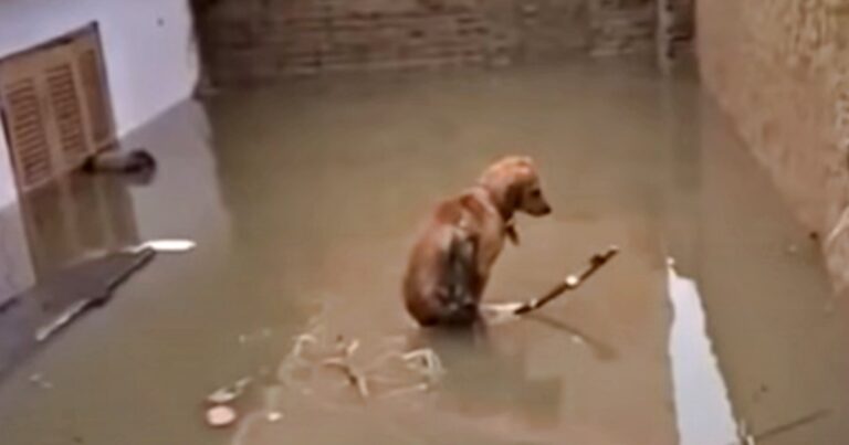 Dog Looked For Her Puppies In Rising Flood Waters