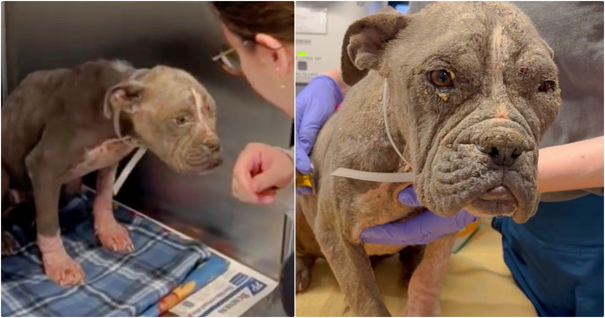 Dog Looked Like An ‘Old Man’ Before Love And Care Revealed A
Princess