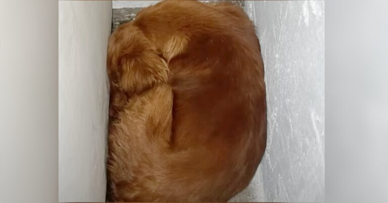 Dog Nervously Wedged Between Walls, Made Herself As Small As
She Could