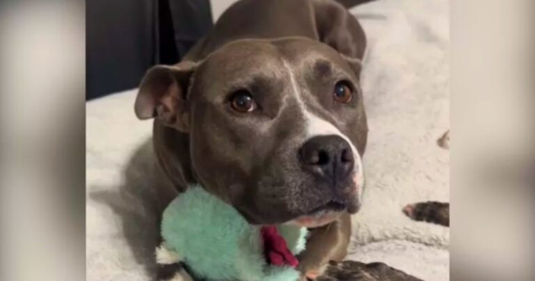 Dog Put On Last Call List When Owner Became Pregnant
&amp; Didn’t Trust Her Breed