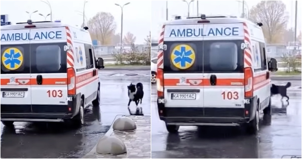 Dog Runs Down Moving Ambulance When They Drove Off With His
Owner