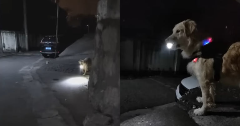 Dog Waits Every Night For His Owner With Flashlight To
Protect Her Until They Get Home Safely