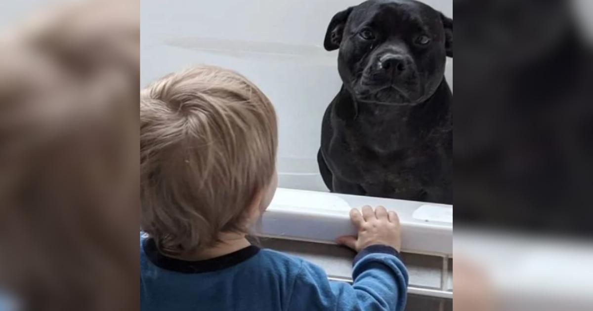 Dog Who ‘Dislikes’ Baths Sneaks Into Neighbor’s Home to
Bathe with Kids Every Night