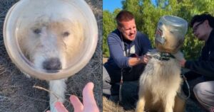 Dog With Head In Jar Comes To The ‘Right Place,’ But They
Can’t Pry It Off