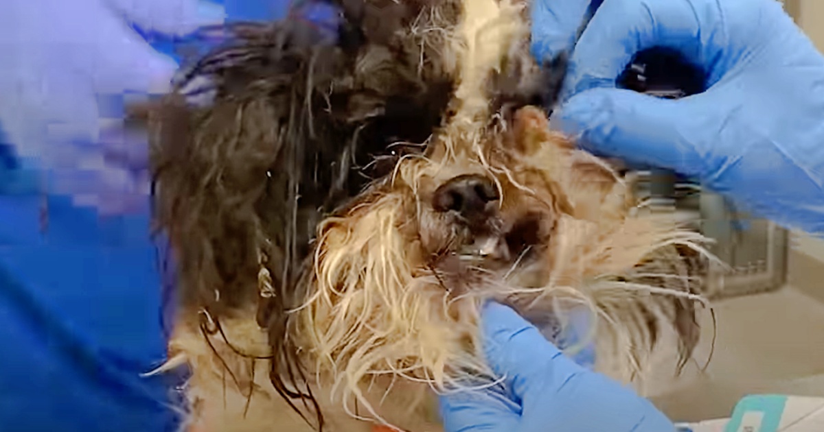 Dog With Painful Mats Receives Transformative Makeover And
New Beginning