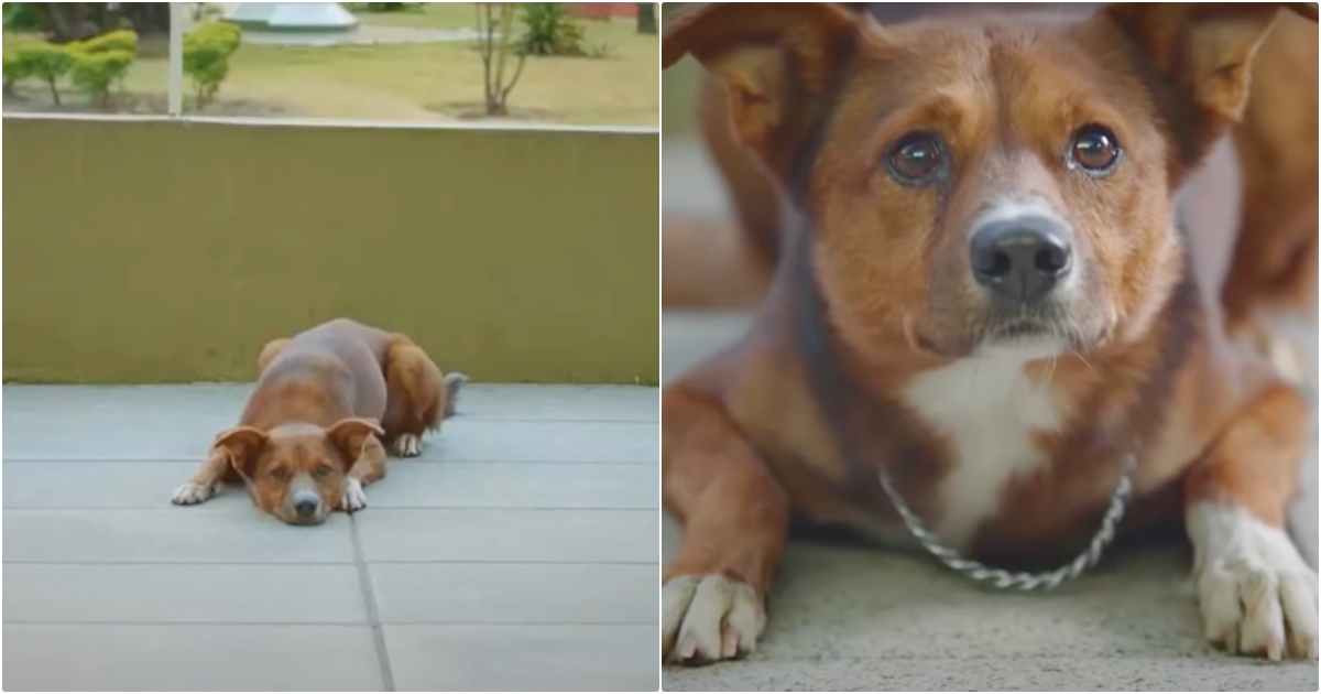 Dog Won’t Leave Hospital Without Dad, Doors Swing Open And
He Lifts His Head