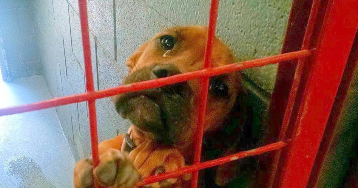 Dog ‘Cried’ All Night As No One Picks Her, Shelter Posts Her
Photo As A ‘Last Resort’