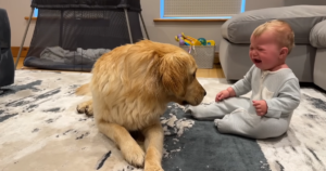 Dog’s Adorable ‘Sorry’ Wins The Hearts After He Accidentally
Making Baby Cry