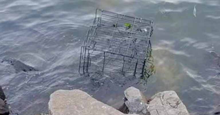 Dog’s Barks Broke Calm Of The River When Banged Up Cage
Floats Over