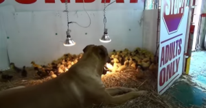 Dug the Dog Watches Over 200 Baby Ducklings