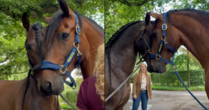 Emotional Reunion of Long-Lost Horse Brothers ‘Captivates’
the Netherlands