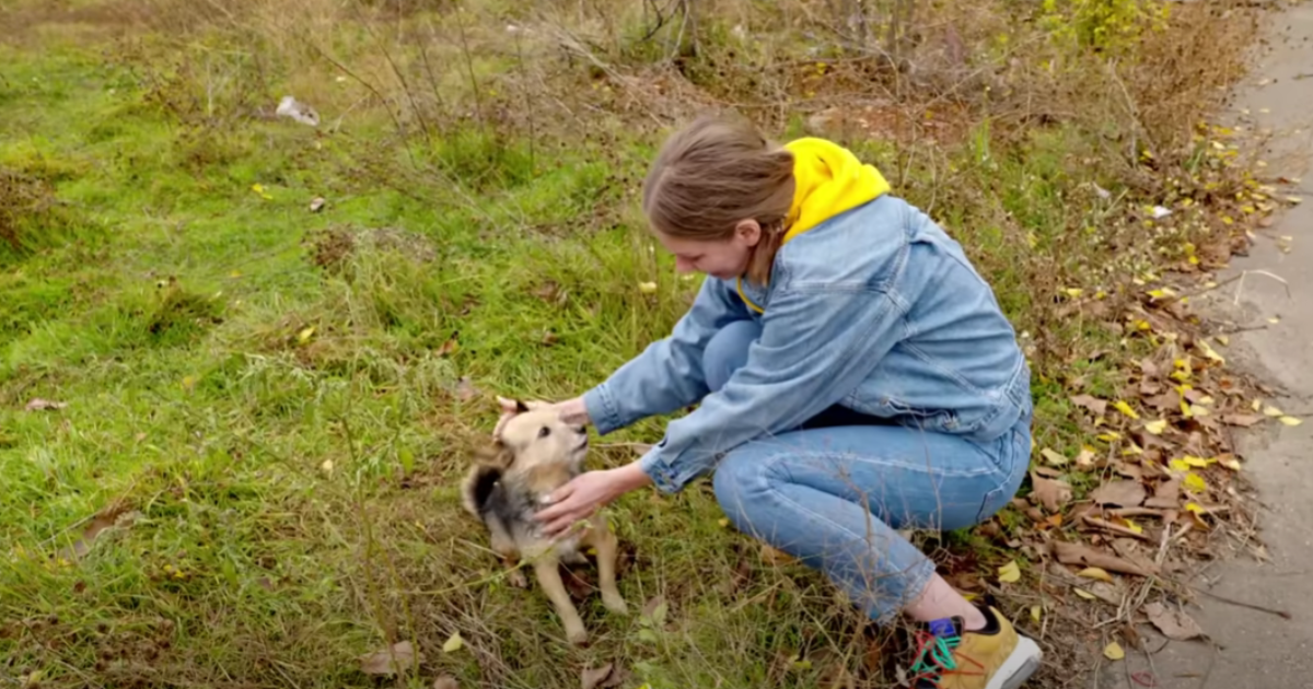 Emotional Stray Puppy Reunites with Her Lost Mother in
Heartwarming Rescue Story