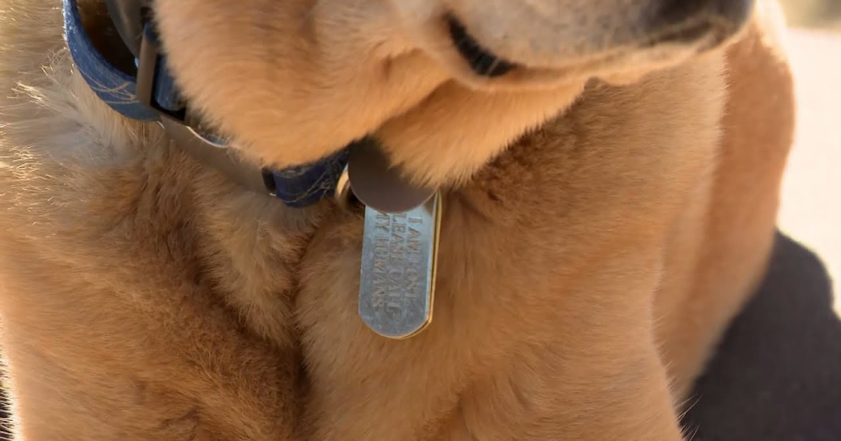 Experts Say: Skip the Address on Your Pet’s Collar