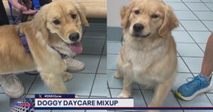 Family Brings Golden Retriever Home from Daycare, Cats’
Reactions Hint at a Problem