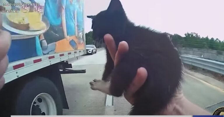 Florida Police Officer Rescues Kitten from Busy Road