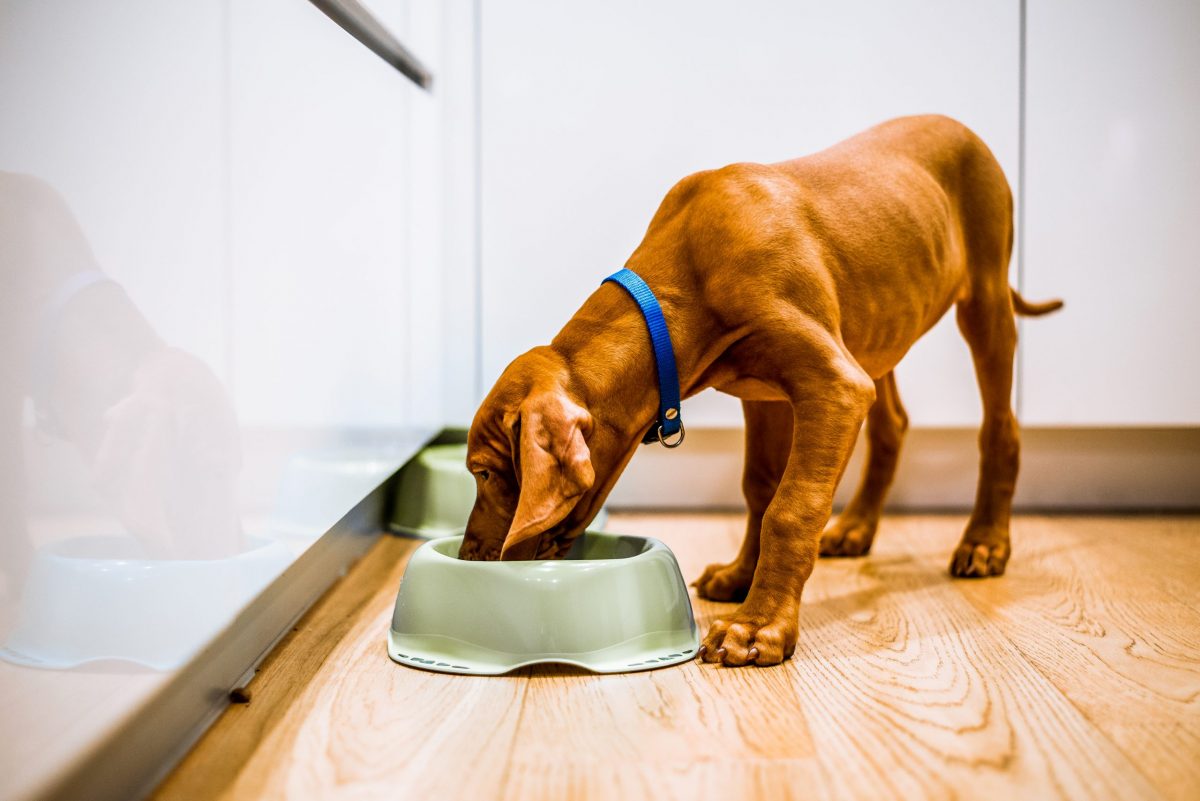 Freeze-Dried Dog Food: The Ultimate Guide for Informed Dog
Owners