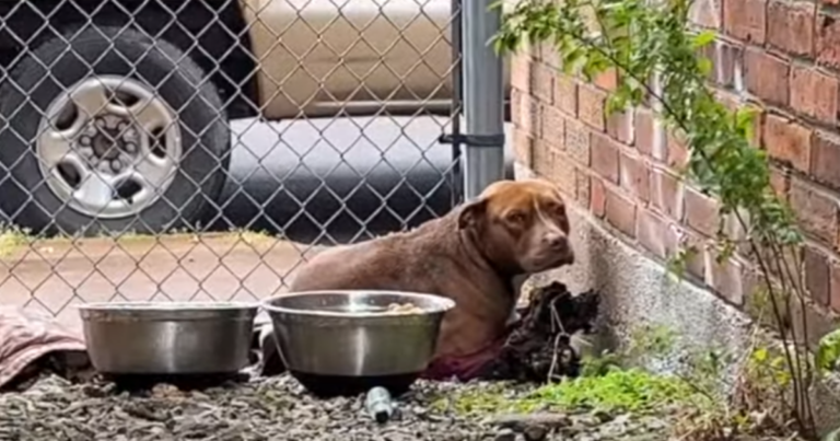 Frightened and Shivering Pup Finds Hope in Heartwarming
Rescue Amidst the Rain