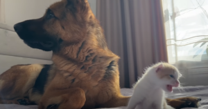 German Shepherd ‘Enchanted’ by the Melodious Meow of a Tiny
Kitten