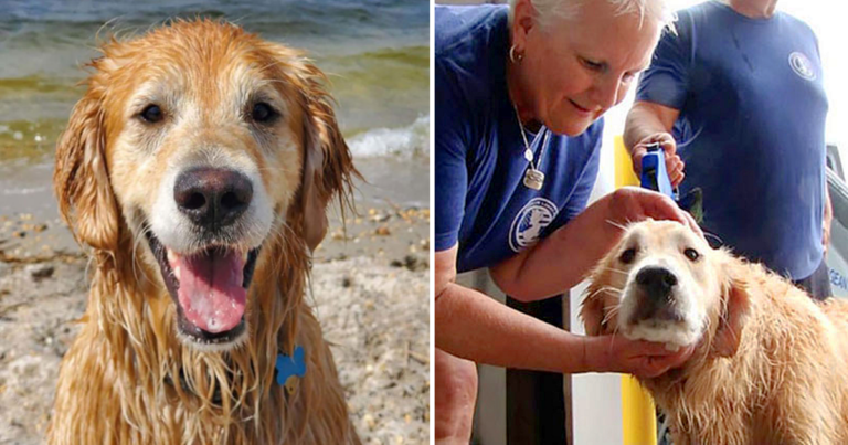Golden Retriever Lost For 16-Days Was Found Swimming Along
Shoreline