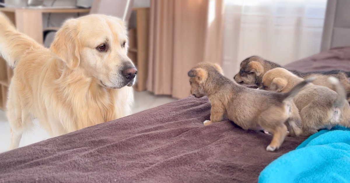 Golden Retriever Meets Puppies for the First Time and It’s
Adorable!