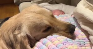 Golden Retriever Totally ‘Smitten’ with New Baby
Brother